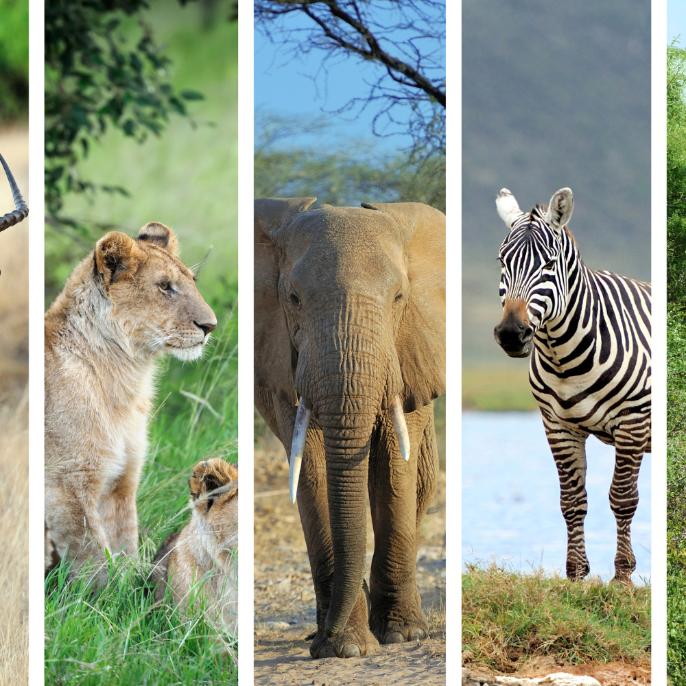 Les 5 meilleurs conseils pour réussir vos photos animalières