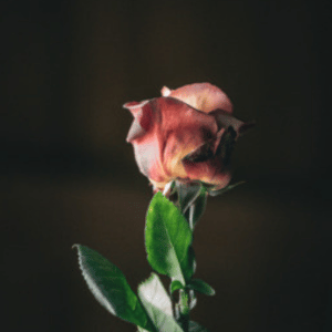 Photographie d'une rose