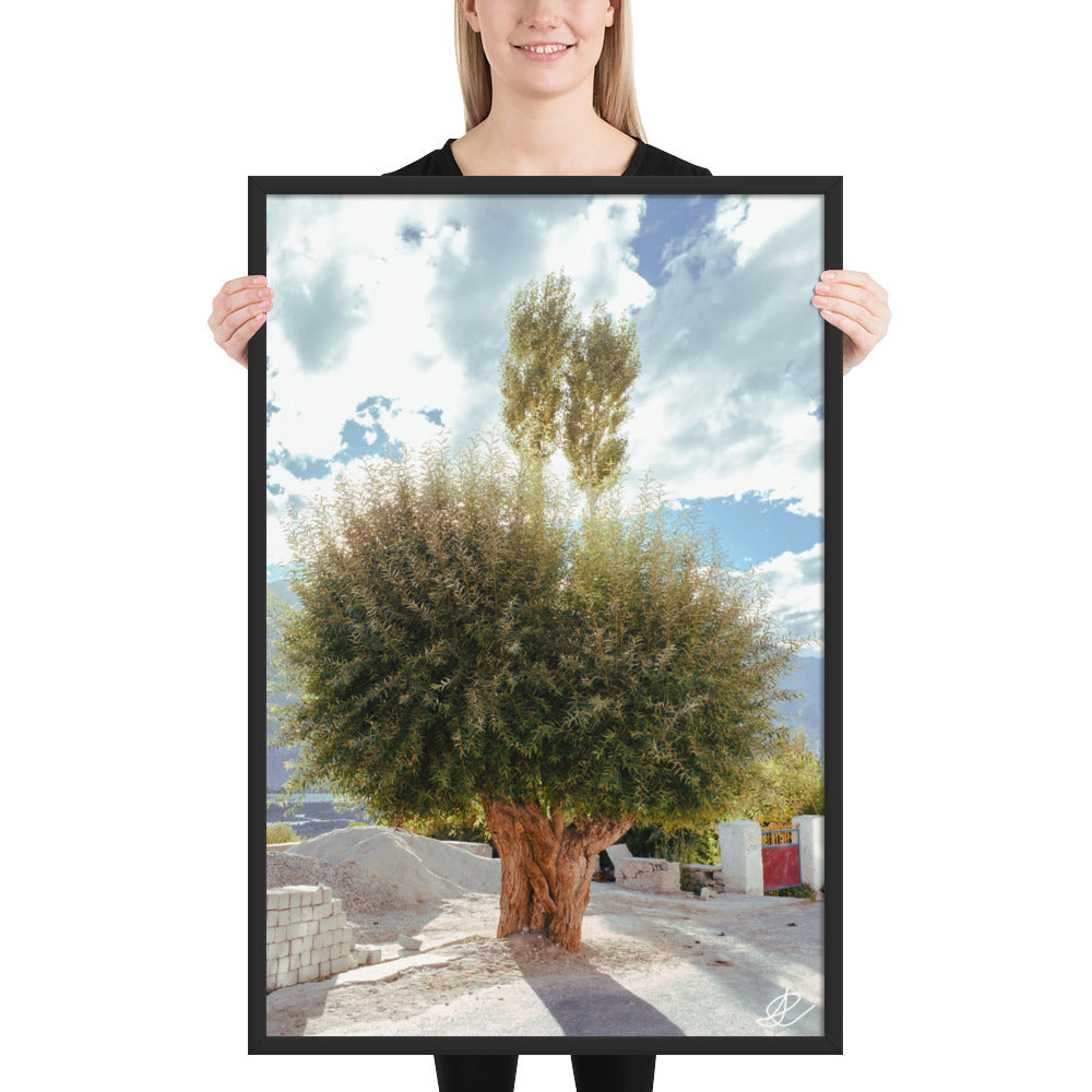 Photographie 'Arbre du Monastère' par Ilan Shoham, illustrant un arbre en pleine lumière juxtaposé à un monastère en ombre dans la Vallée de Noubra, symbolisant la rencontre entre la nature et l'évolution humaine.