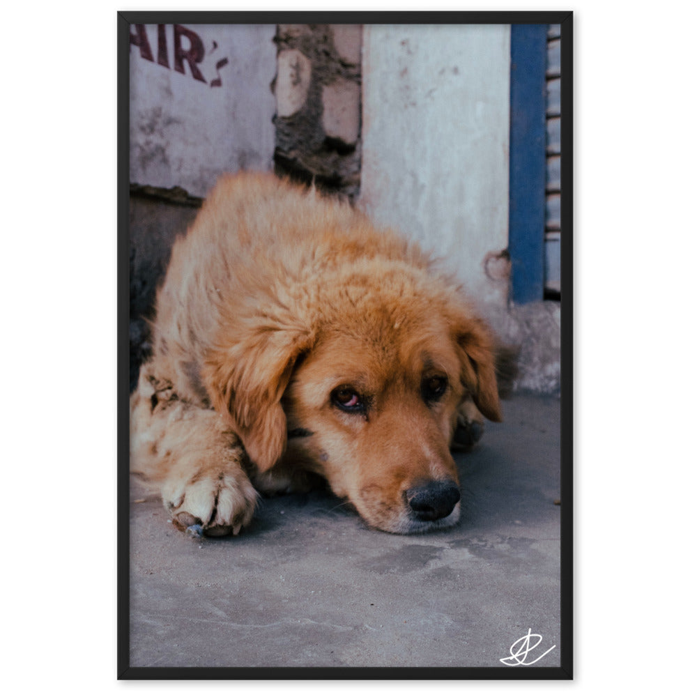 Photographie 'Chien Errant' par Ilan Shoham, montrant un chien errant dans les rues de Leh, Ladakh, capturant l'essence de la lutte quotidienne à travers l'œil fatigué du chien.