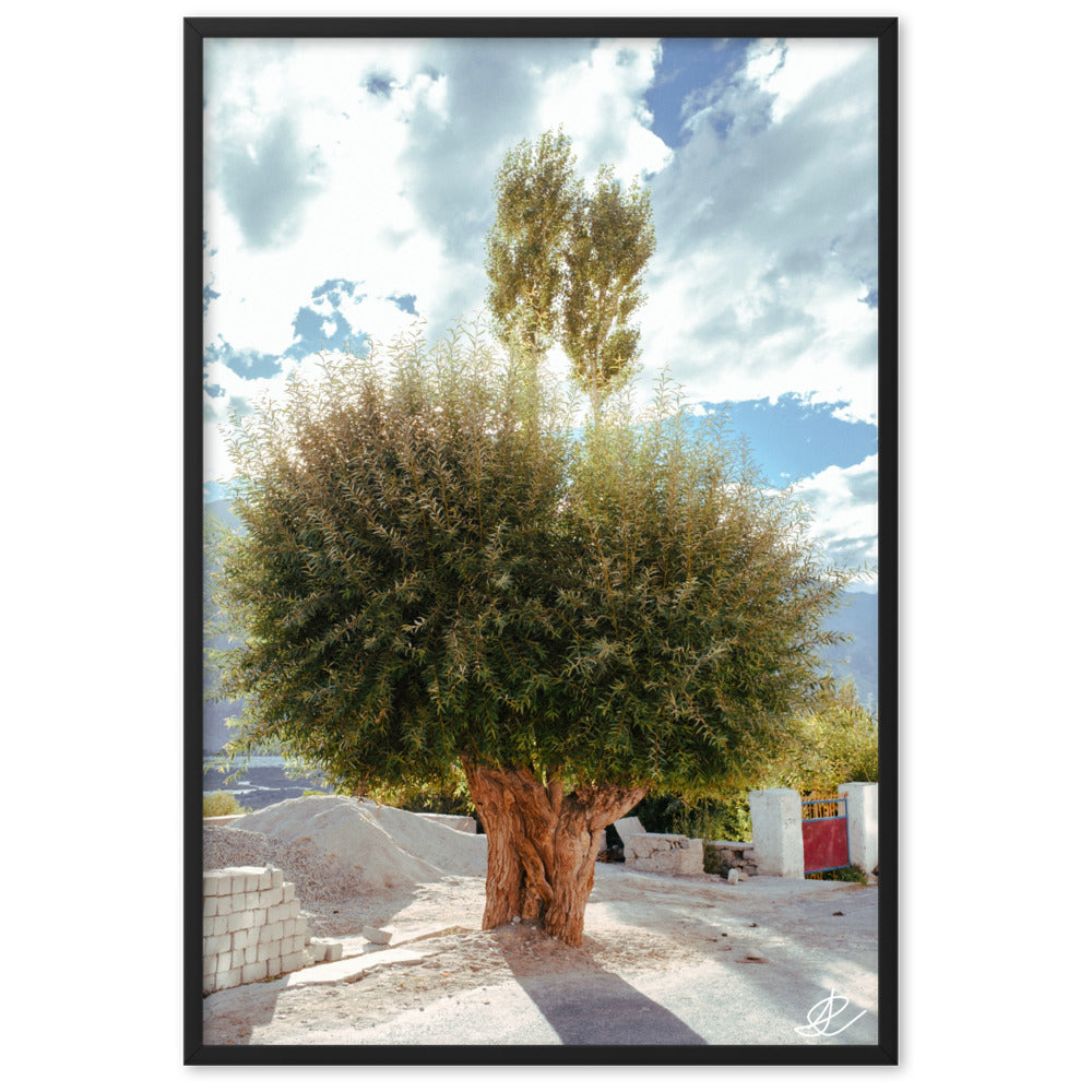 Photographie 'Arbre du Monastère' par Ilan Shoham, illustrant un arbre en pleine lumière juxtaposé à un monastère en ombre dans la Vallée de Noubra, symbolisant la rencontre entre la nature et l'évolution humaine.