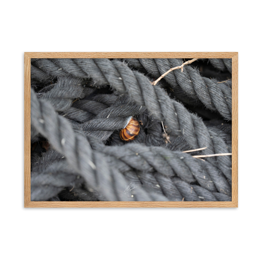 Un escargot reposant délicatement sur une épaisse corde d'amarrage, illustrant un moment de paix et de coexistence.