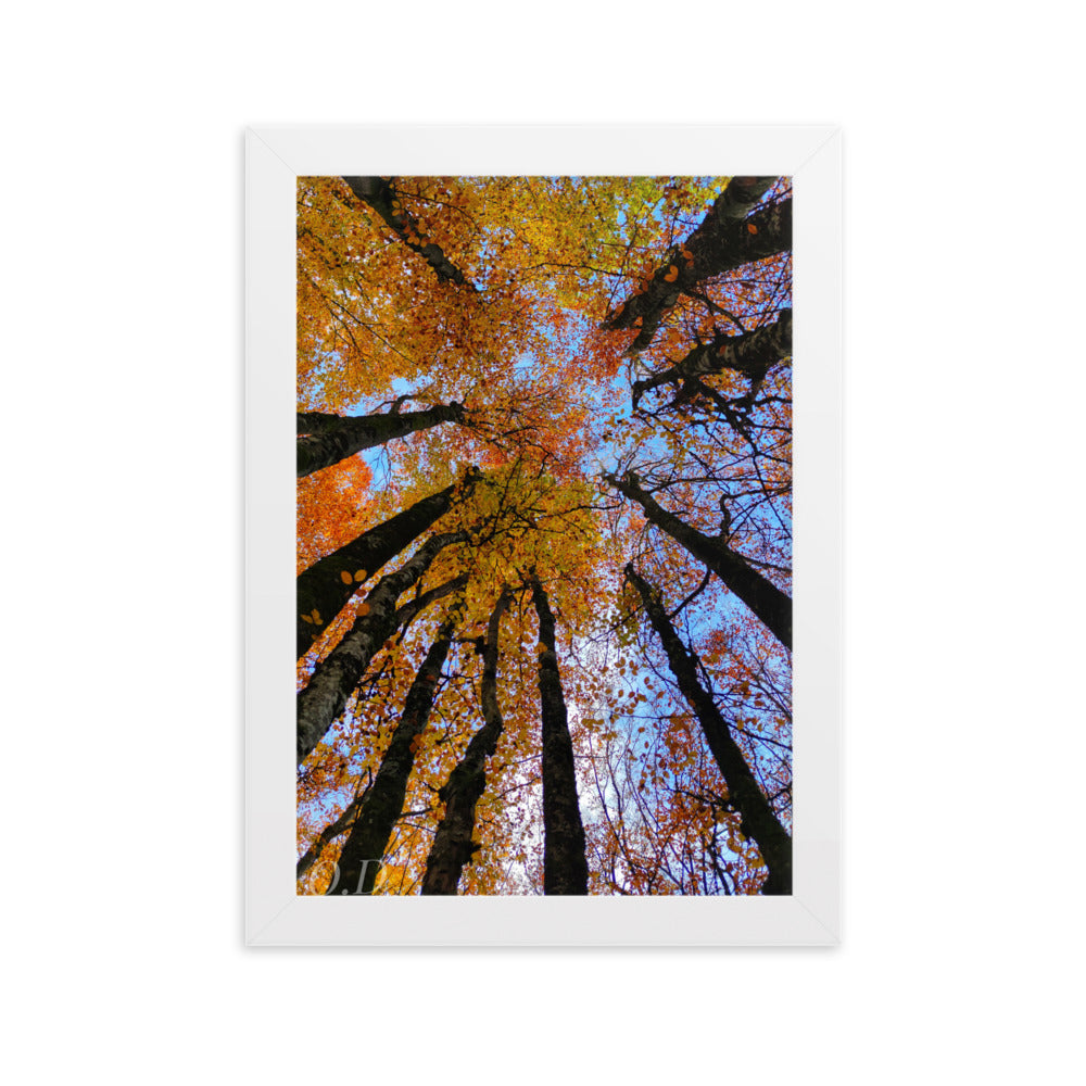 Photographie 'Automne' de La plantoune, illustrant la canopée forestière en automne avec des couleurs vibrantes, encadrée pour une élégance naturelle.