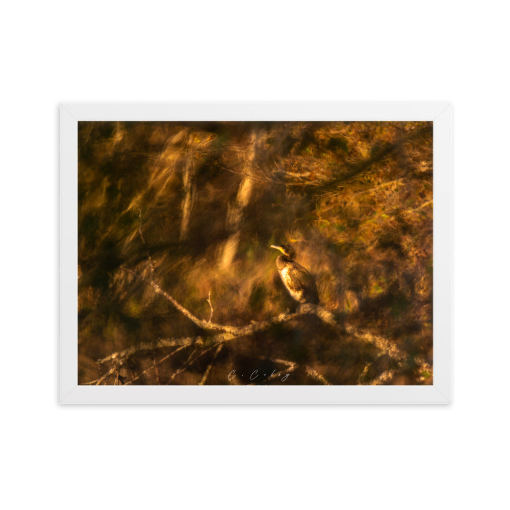 Cormoran élégamment perché sur une branche, évoquant un tableau de maître, encadré en chêne massif, une fusion unique entre photographie et peinture signée Charles Coley.