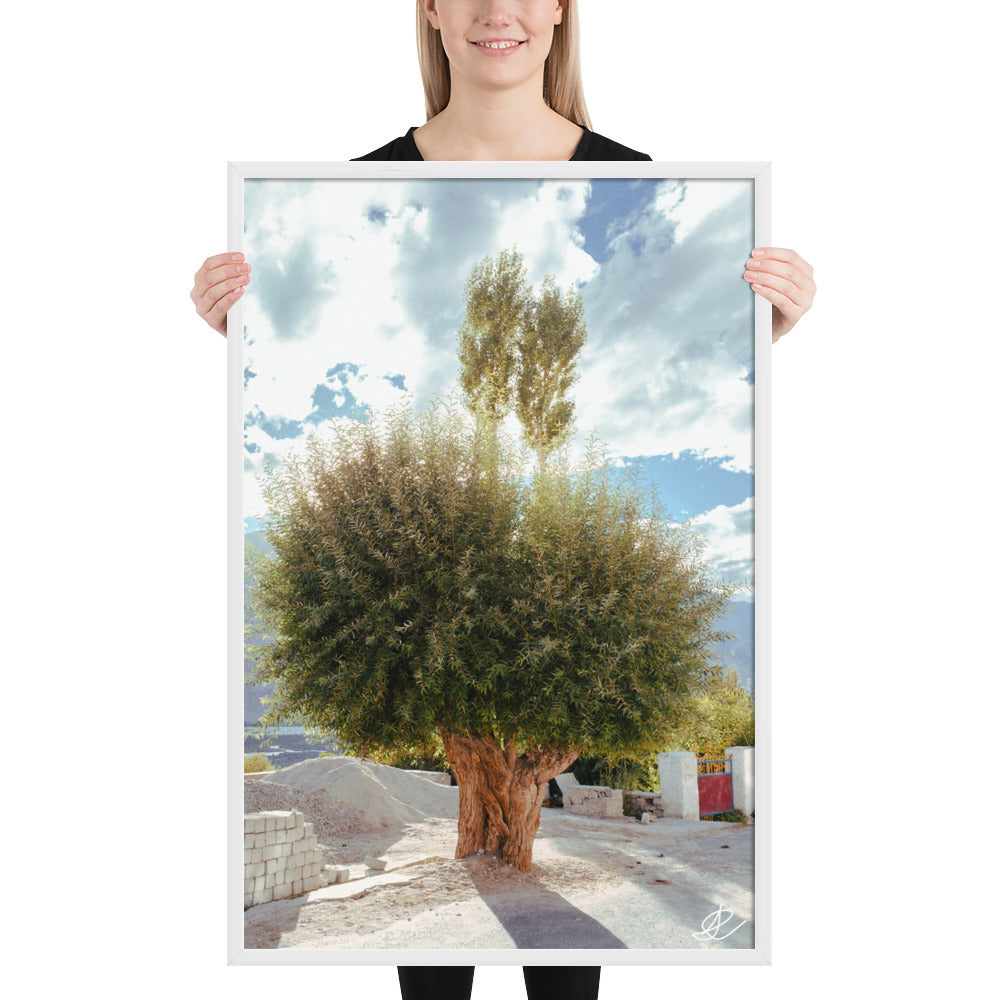 Photographie 'Arbre du Monastère' par Ilan Shoham, illustrant un arbre en pleine lumière juxtaposé à un monastère en ombre dans la Vallée de Noubra, symbolisant la rencontre entre la nature et l'évolution humaine.