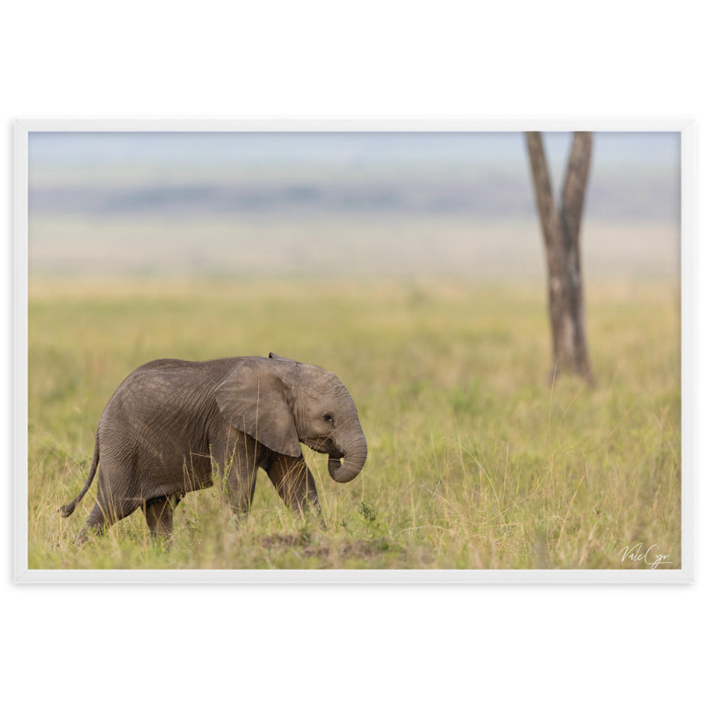 Photographie d'un éléphanteau aux yeux curieux, capturé dans son habitat naturel par Valerie et Cyril BUFFEL, illustrant la beauté et l'innocence de la vie sauvage.