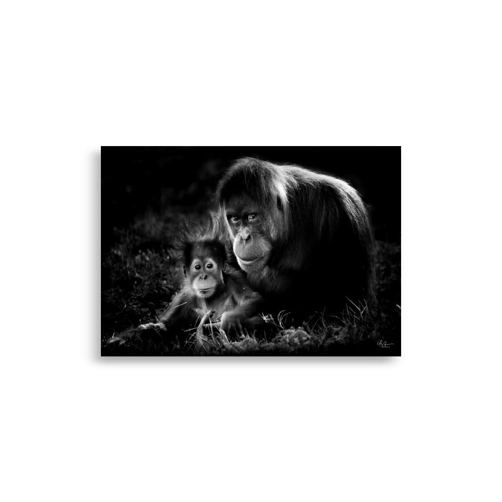 Affiche bébé Orang Outan en noir et blanc