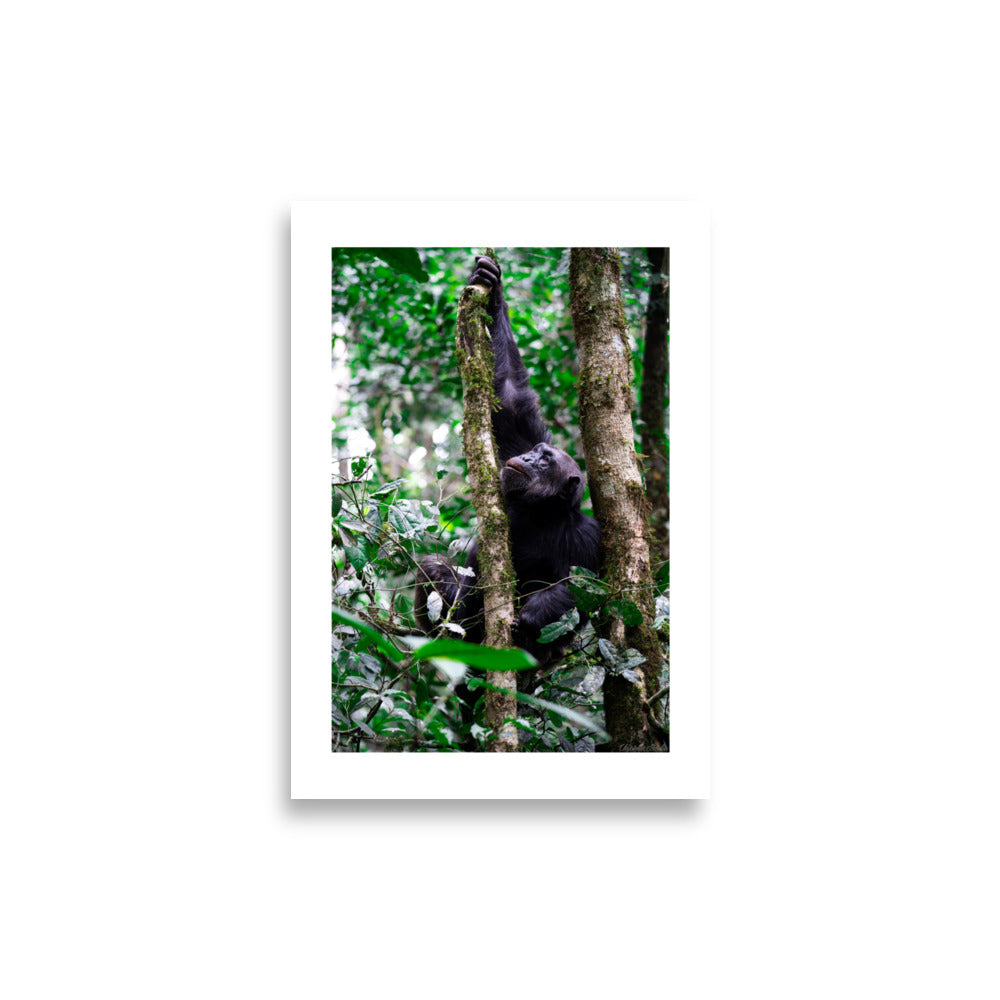 Affiche d'un chimpanzé sur un arbre