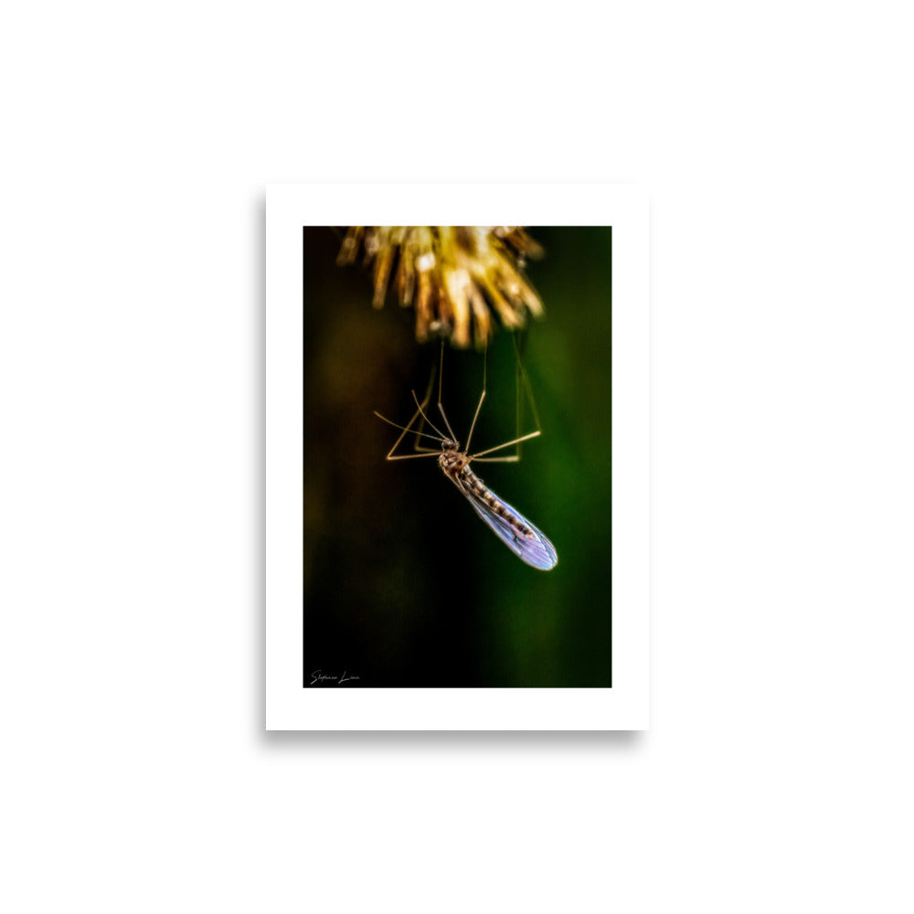Affiche macro photo moustique