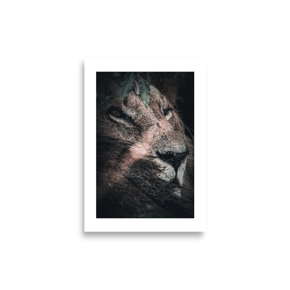 Affiche d'un Lion sauvage