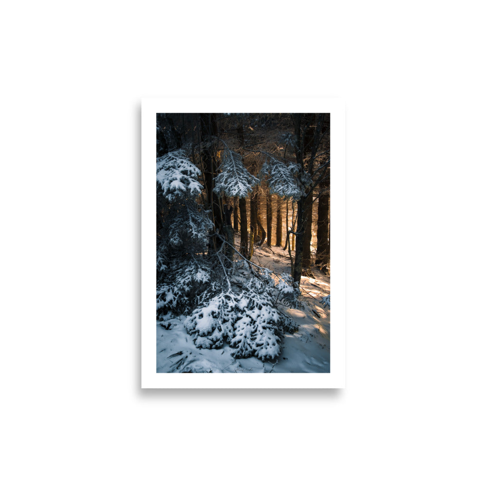 Poster forêt nature sous la neige avec un soleil qui s'infiltre