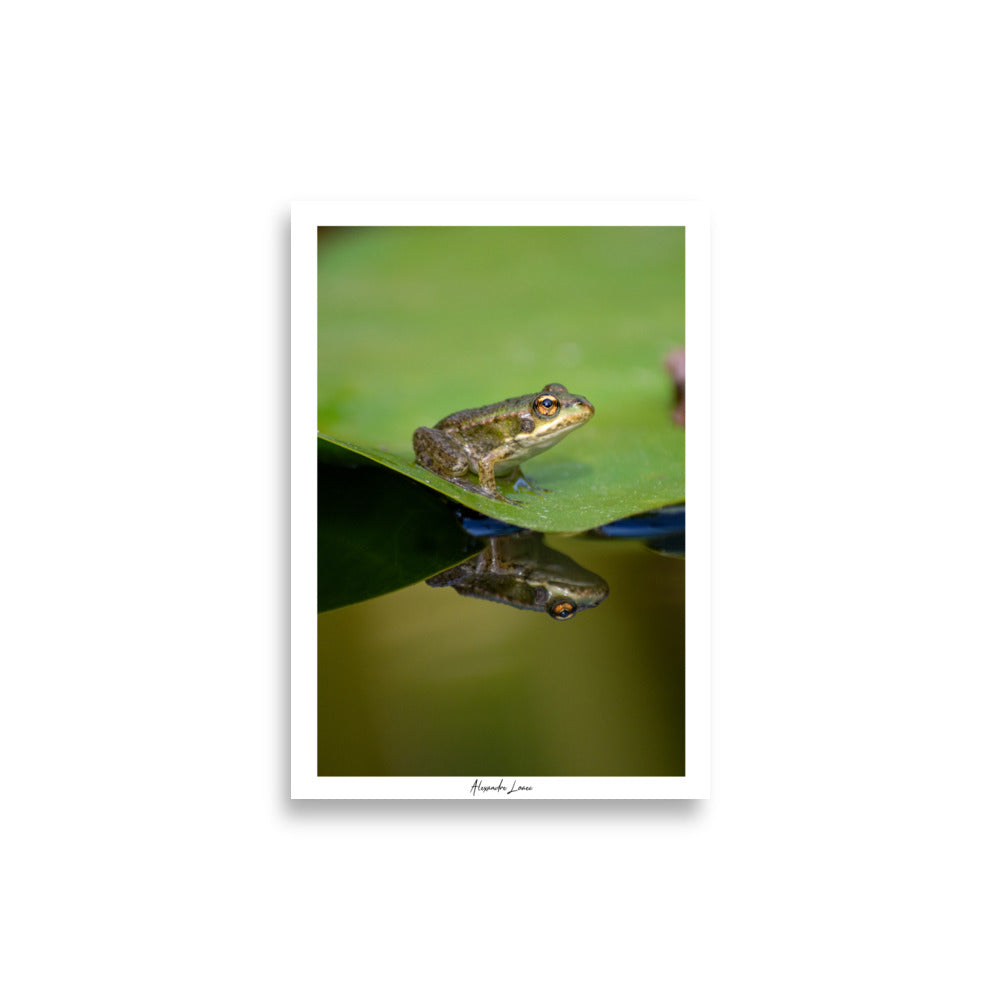 Affiche nature d'une Grenouille