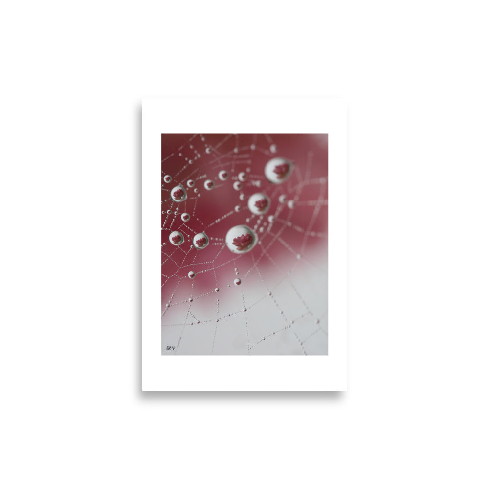 Affiche photo goutte d'eau reflet d'une rose 21x30