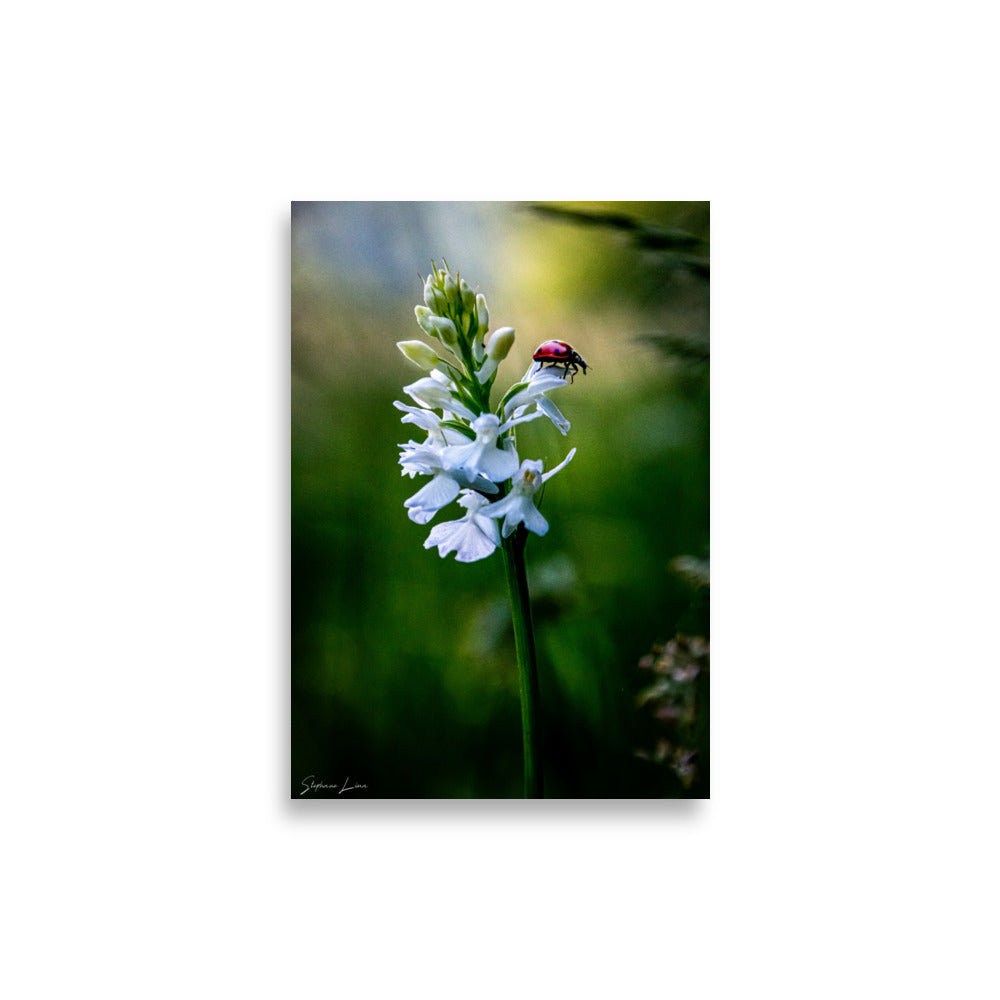 Affiche photo macro coccinelle rouge vif 21x30