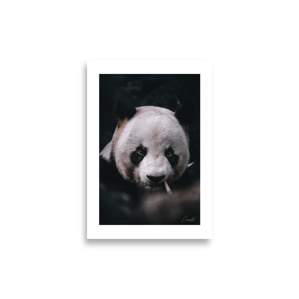 Poster photo - Panda qui fume - Corentin Lepvrier - Affiche 21x30