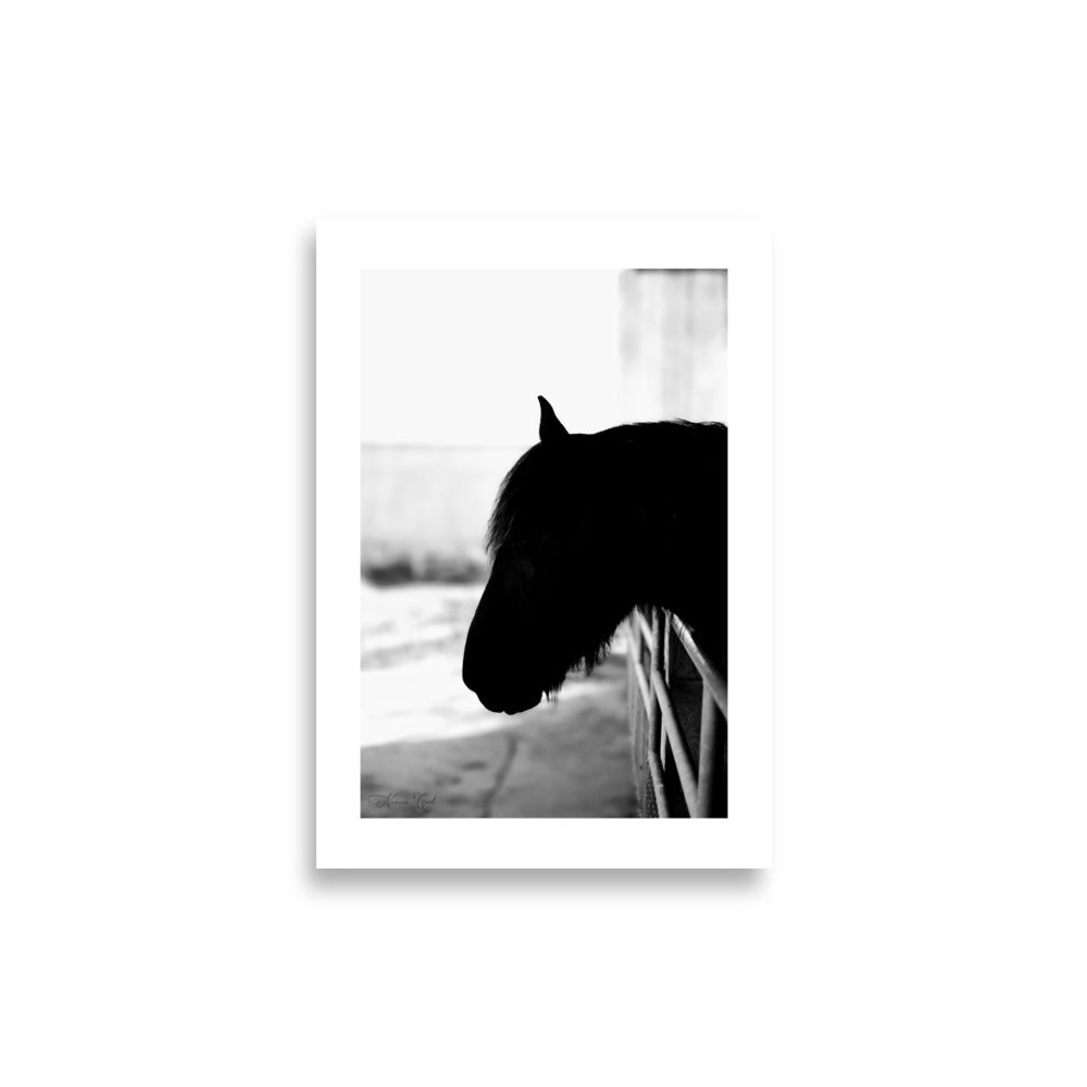 Poster Photo - Cheval en noir et blanc - Noémie Cael - Affiche 21x30