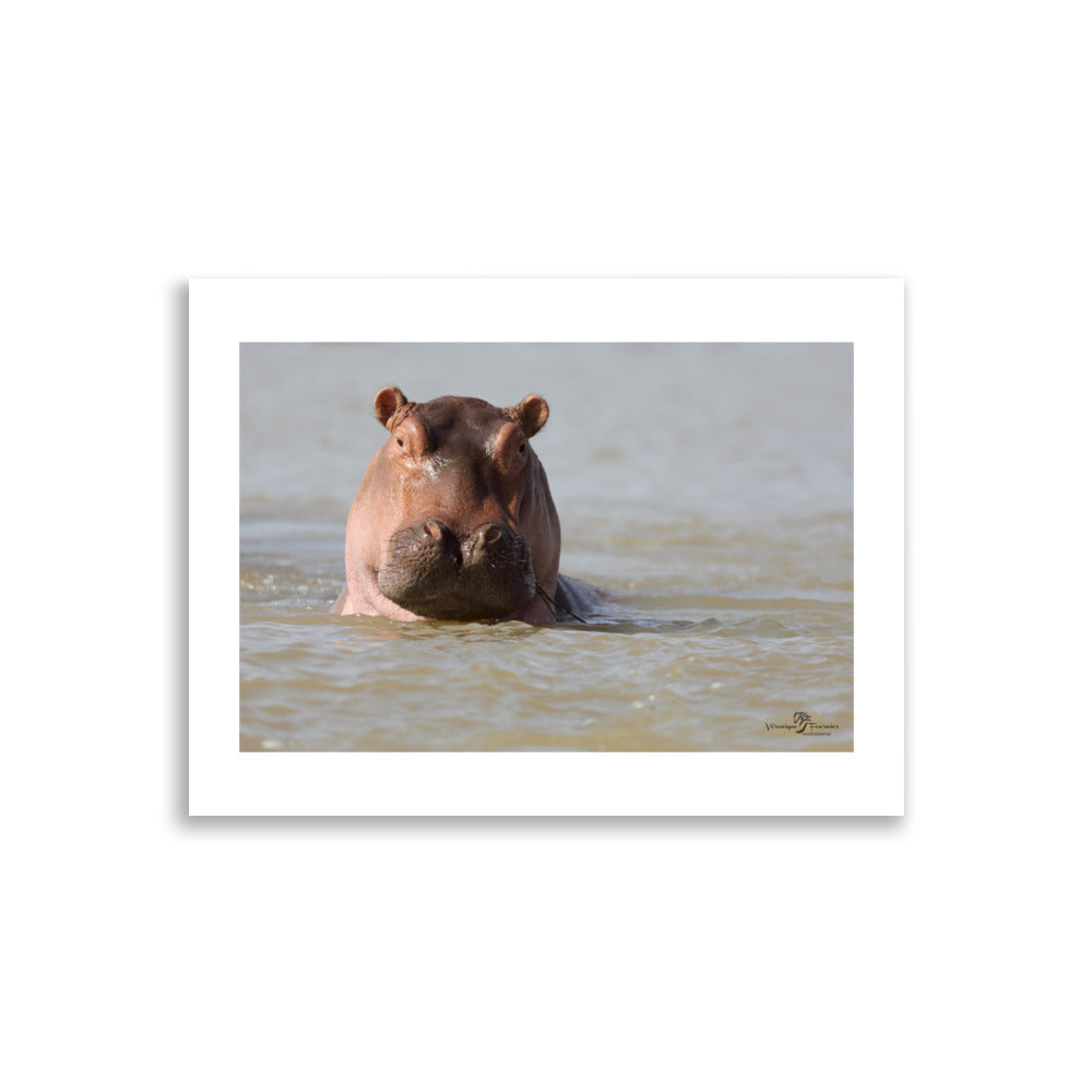 Photo hippopotame