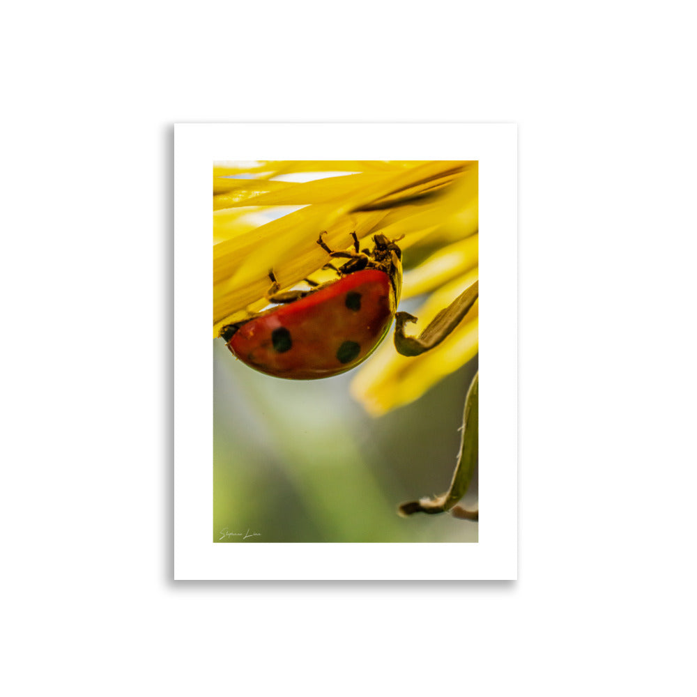 Affiches Coccinelle 