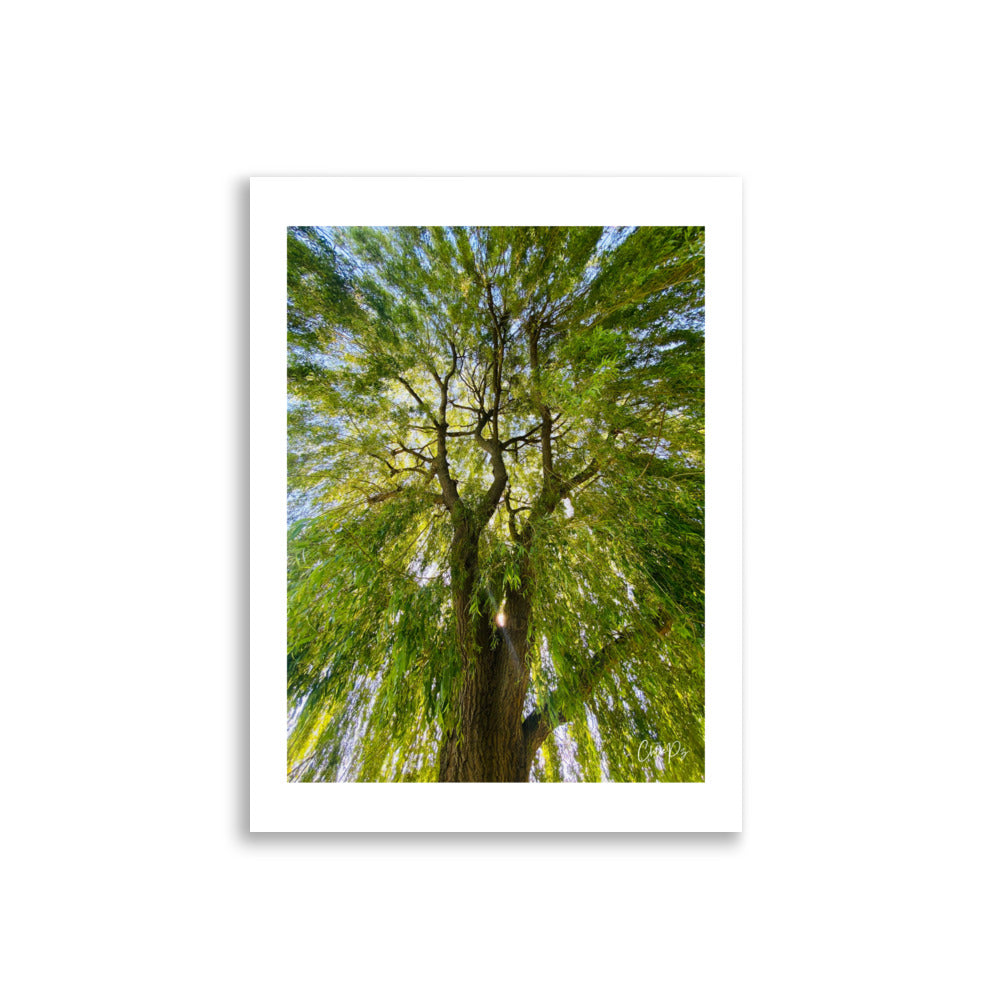 Poster photo - arbres sous le soleil pour une décoration zen - affiche 30x40