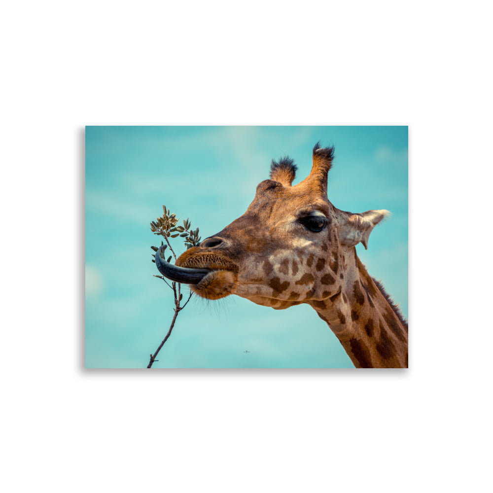 Poster photo - Girafe qui mange - Emmanuel Alpe - Affiche 30x40