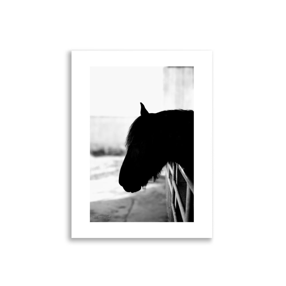 Poster Photo - Cheval en noir et blanc - Noémie Cael - Affiche 30x40