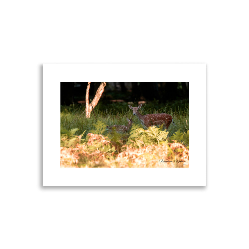 Poster photo - Biche et Faon- Matthieu Moreau - Affiche murale 30x40 animaux sauvages