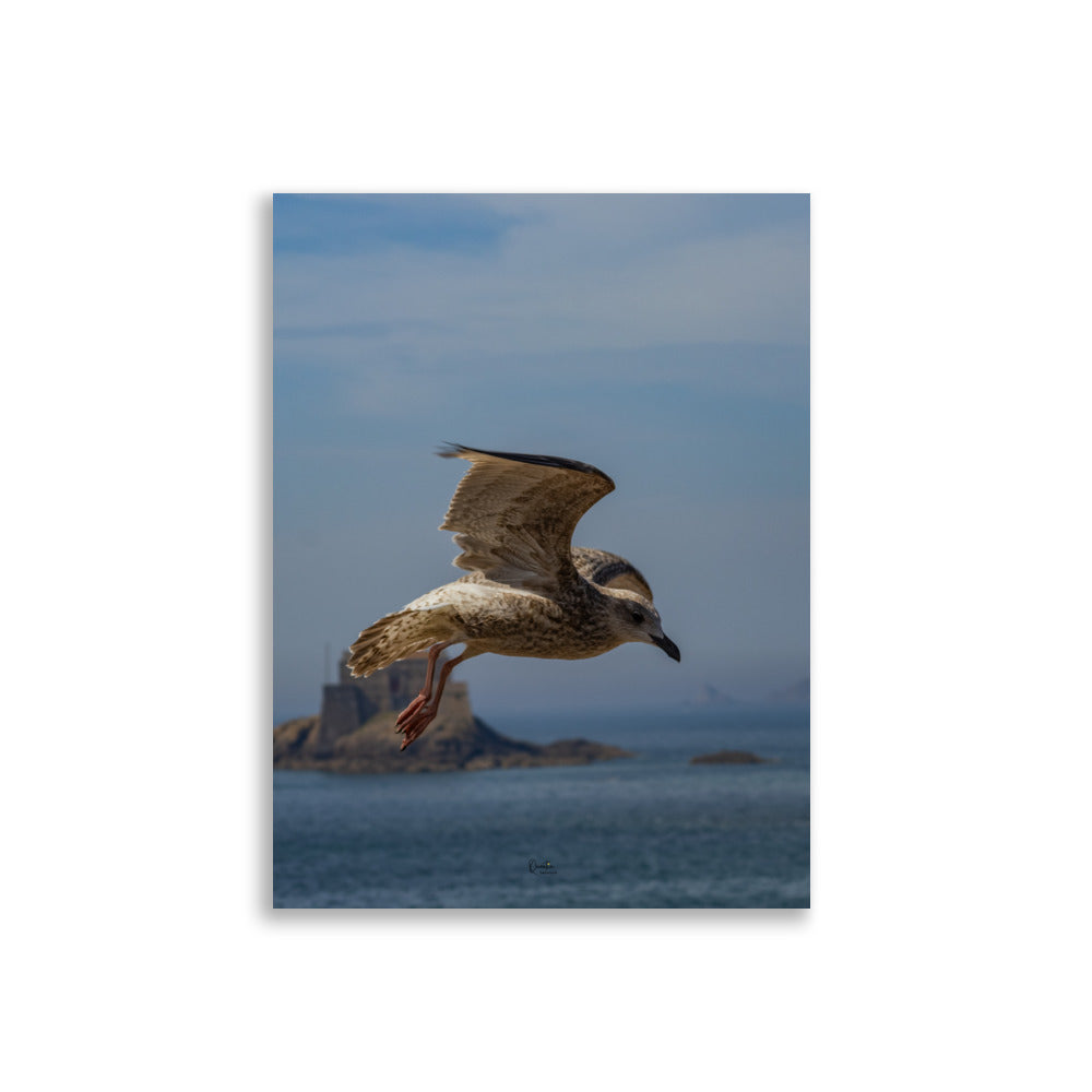 Poster photo - Mouette en plein vol au dessus de la mer - Quentin Trehour - Affiche murale 30x40