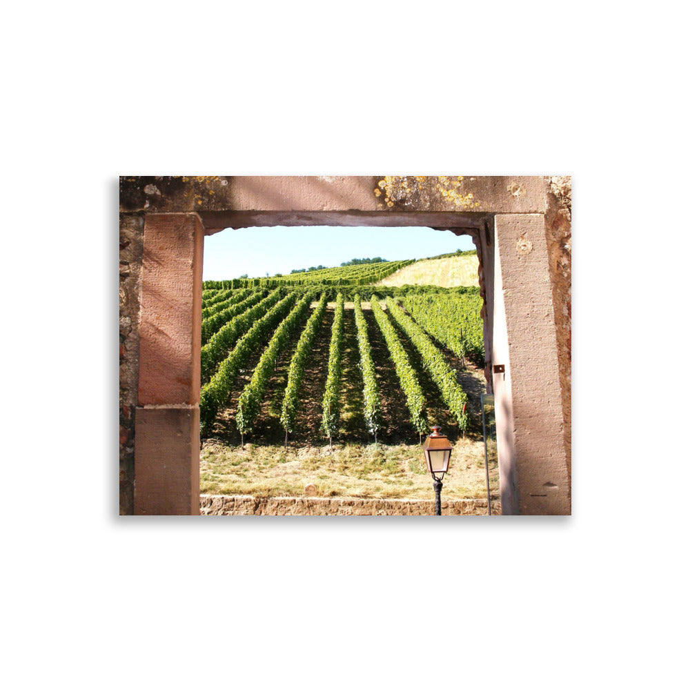 Poster photo - Vigne en Alsace - Sébastien Aliome - Affiche Murale 30x40