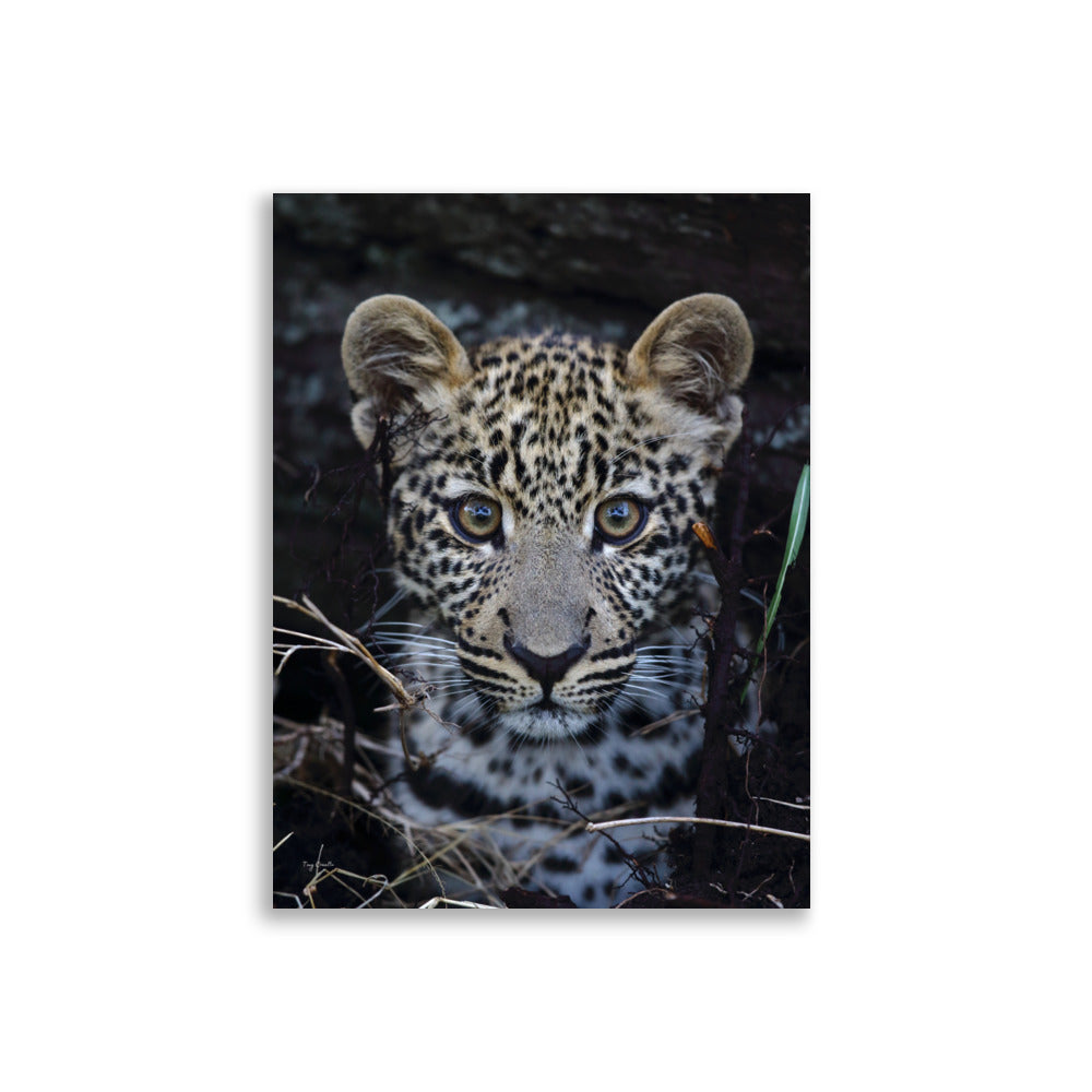 Poster Photographie animalière - Découvrez l'élégance sauvage avec ce portrait rapproché d’un jeune léopard. Une photographie d’art parfaite pour sublimer votre décoration et célébrer la nature. - Tony Crocetta - Affiche murale 30x40