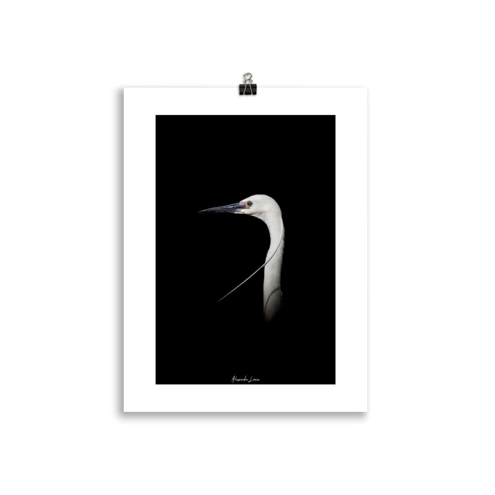 Poster Photo - Aigrette blanche sur fond noir - Alexandre Loaec - Affiche murale 30x40