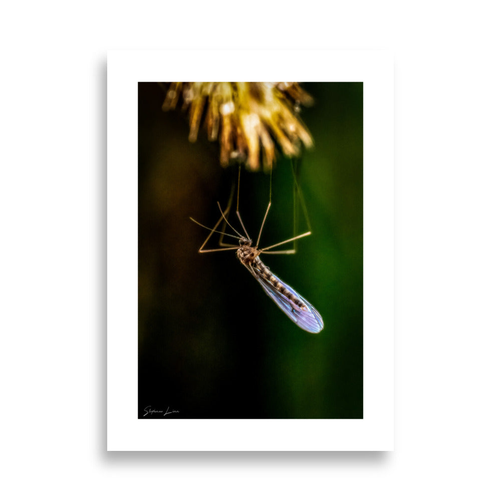 Poster photo macro d'un moustique 
