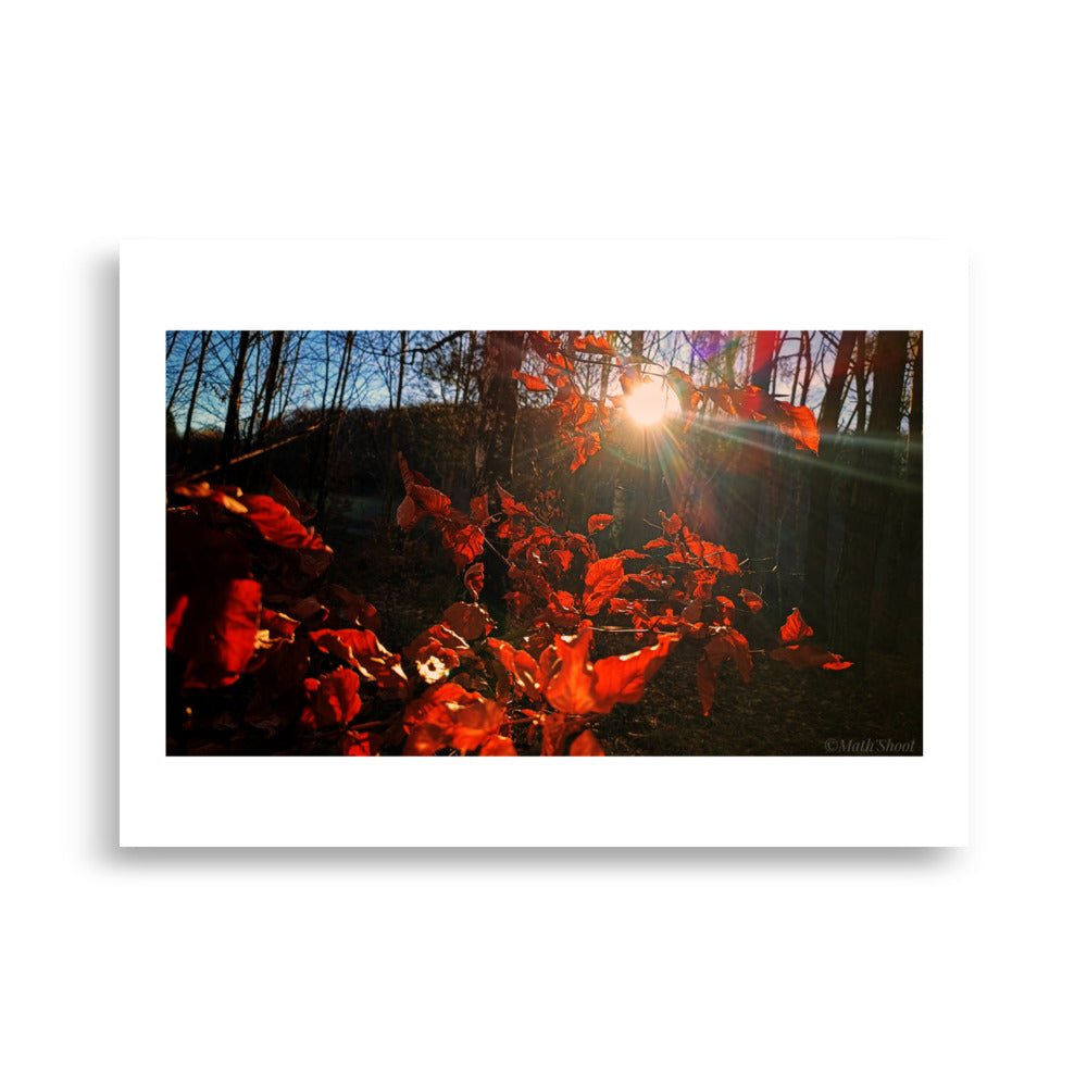 Posters muraux des élèments da la nature en auvergne dans une foret.