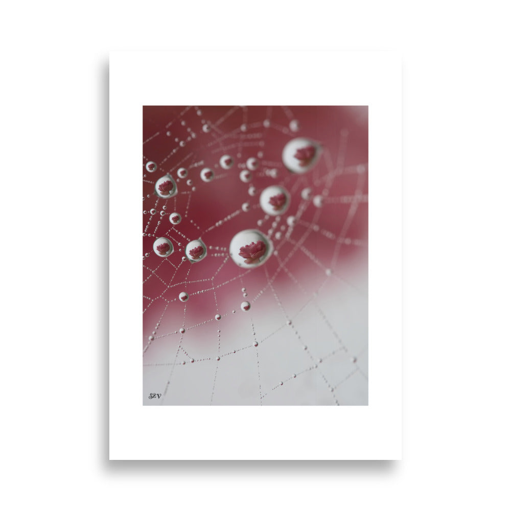 Affiche photo goutte d'eau reflet d'une rose 50x70