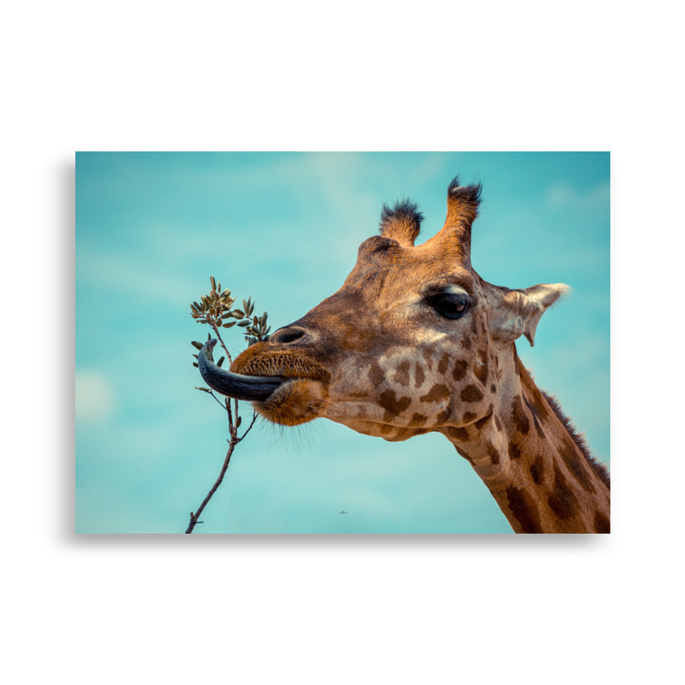 Poster photo - Girafe qui mange - Emmanuel Alpe - Affiche 50x70