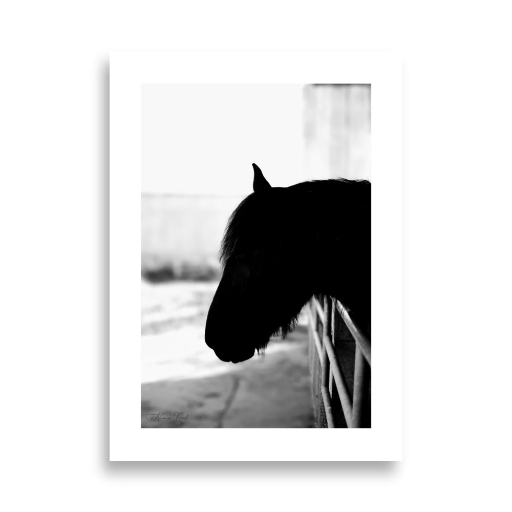 Poster Photo - Cheval en noir et blanc - Noémie Cael - Affiche 50x70