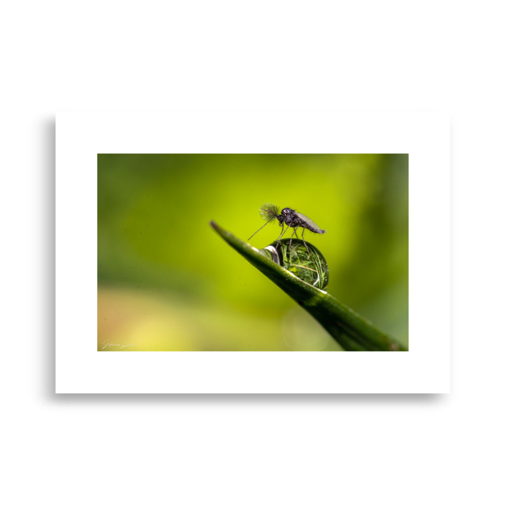 Poster photo - Macrophoto insecte sur une feuille - Stéphane Lima - Affiche 50x70