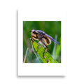 Poster photo macro - Insecte sur une plante - Mouche - Stéphane Lima - Affiche murale 50x70