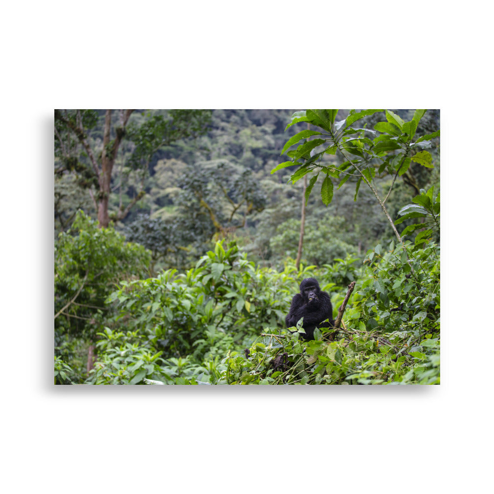 Poster photo - Jeune Gorille dans la jungle qui mange dans les arbres - Tony Crocetta - Affiche murale 50x70