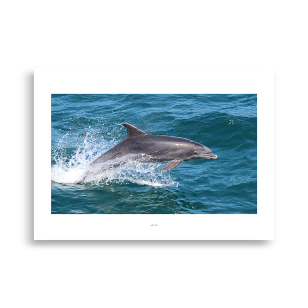 Poster photo - dauphin en pleine mer - Melanie Grialou - Affiche murale 50x70