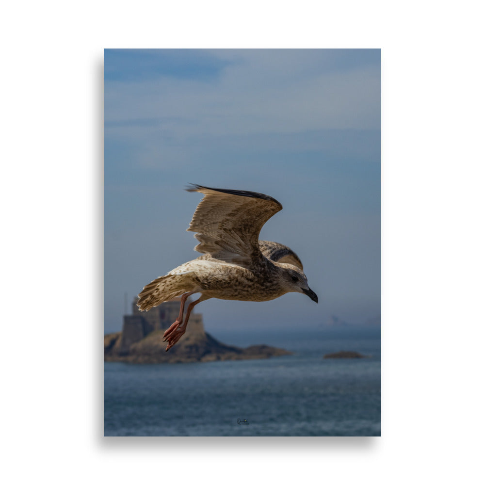 Poster photo - Mouette en plein vol au dessus de la mer - Quentin Trehour - Affiche murale 50x70