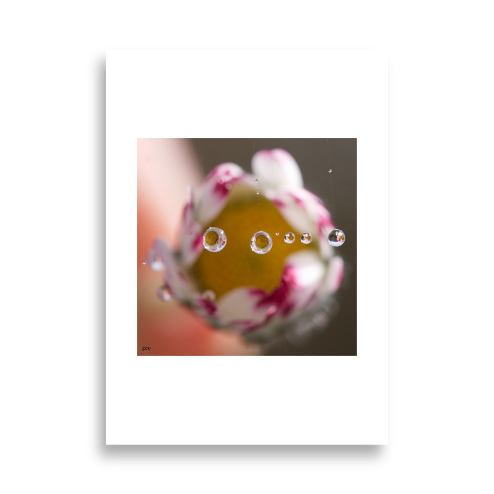 Product Poster Photo - Goutte d'eau macro avec une fleur jaune blanche et rose - Affiche murale 50x70 - Béatrice Chavanne 