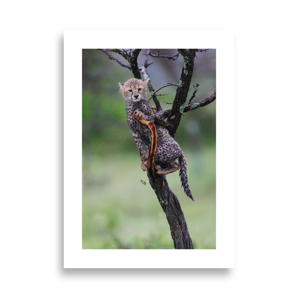 Poster photo - Jeune Guépard - Magnifique photographie animalière - Tony Crocetta - Affiche murale 50x70