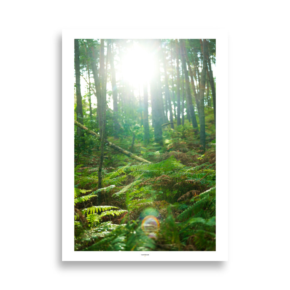 Poster des arbres en forêt - Explorez la sérénité d’une forêt baignée de lumière avec ce poster enchanteur. Idéal pour une décoration apaisante et inspirante. - Yann Peccard - Affiche murale 50x70