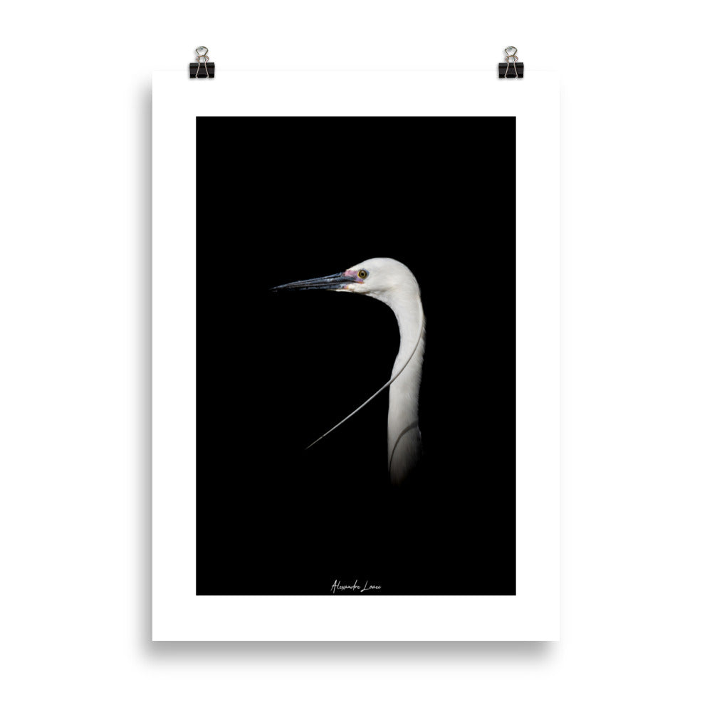 Poster Photo - Aigrette blanche sur fond noir - Alexandre Loaec - Affiche murale 50x70