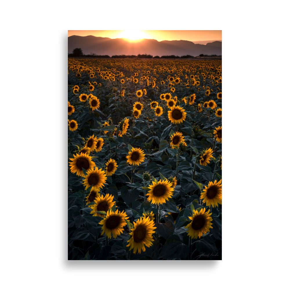 Champ de tournesols enveloppé dans la lumière dorée du crépuscule, photographié par Florian Vaucher.