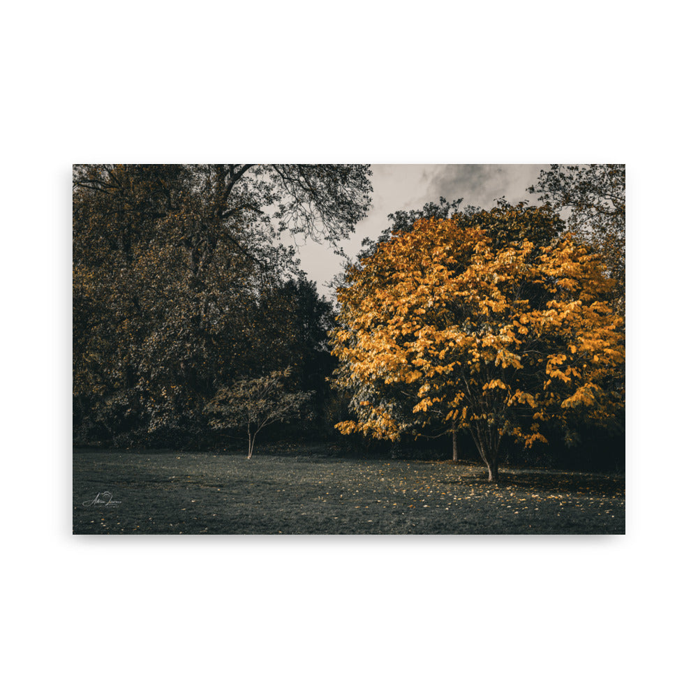 Photographie 'Arbre d'Automne' par Adrien Louraco, illustrant un arbre aux feuilles jaunes éclatantes sous un ciel clair.