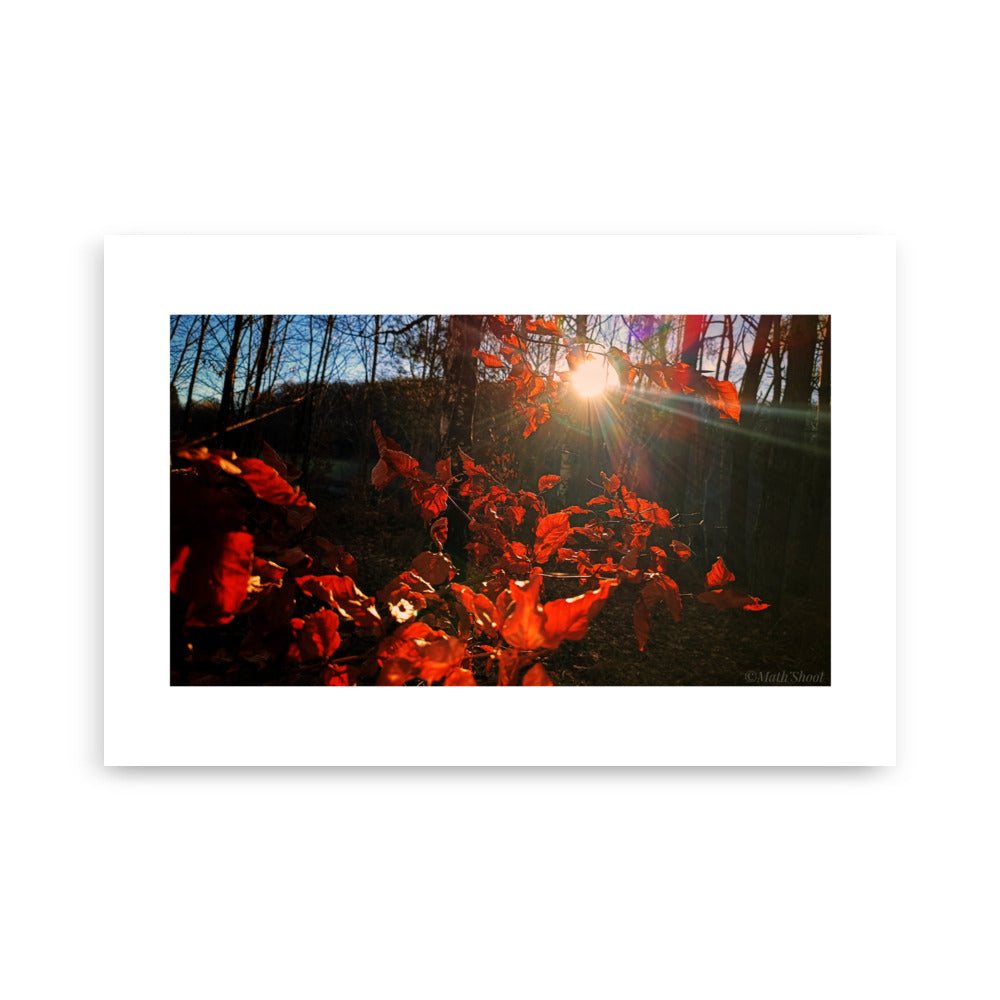 Posters et affiches murales des élèments da la nature en auvergne dans une foret.