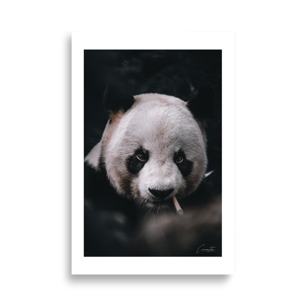 Poster photo - Panda qui fume - Corentin Lepvrier - Affiche 61x91