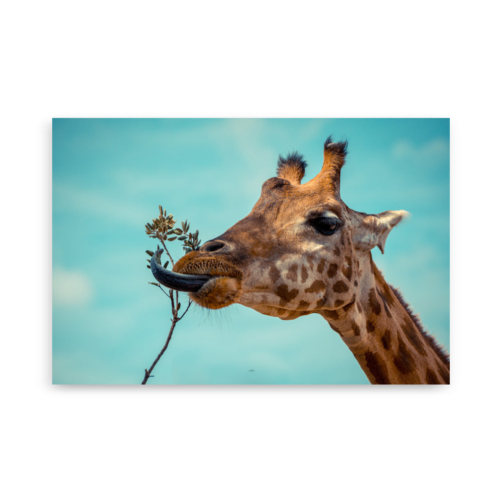 Poster photo - Girafe qui mange - Emmanuel Alpe - Affiche 61x91