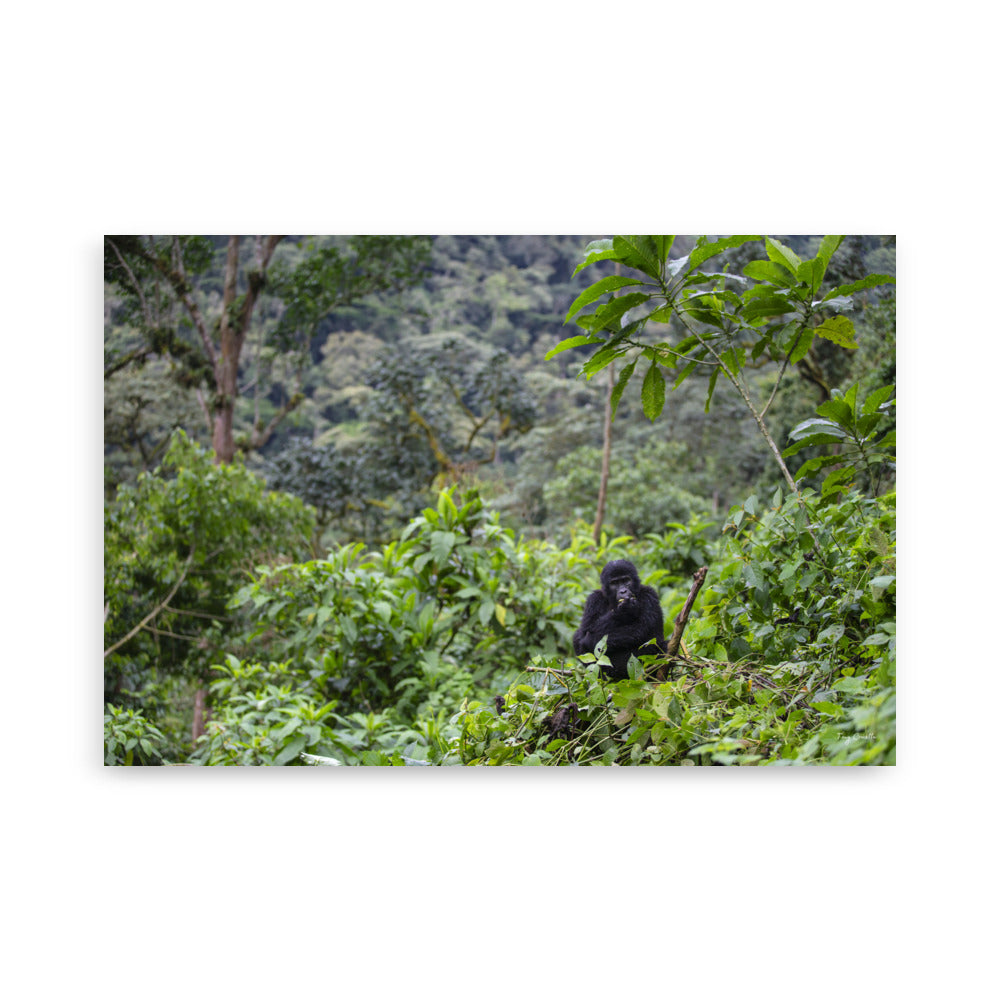 Poster photo - Jeune Gorille dans la jungle qui mange dans les arbres - Tony Crocetta - Affiche murale 61x91